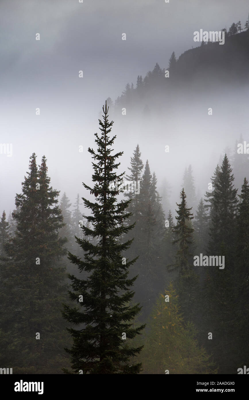 Conifer trees in mist at Alpe de Lerosa, Dolomite Mountains,  Belluno Province, Veneto, Italy, September 2015. Stock Photo