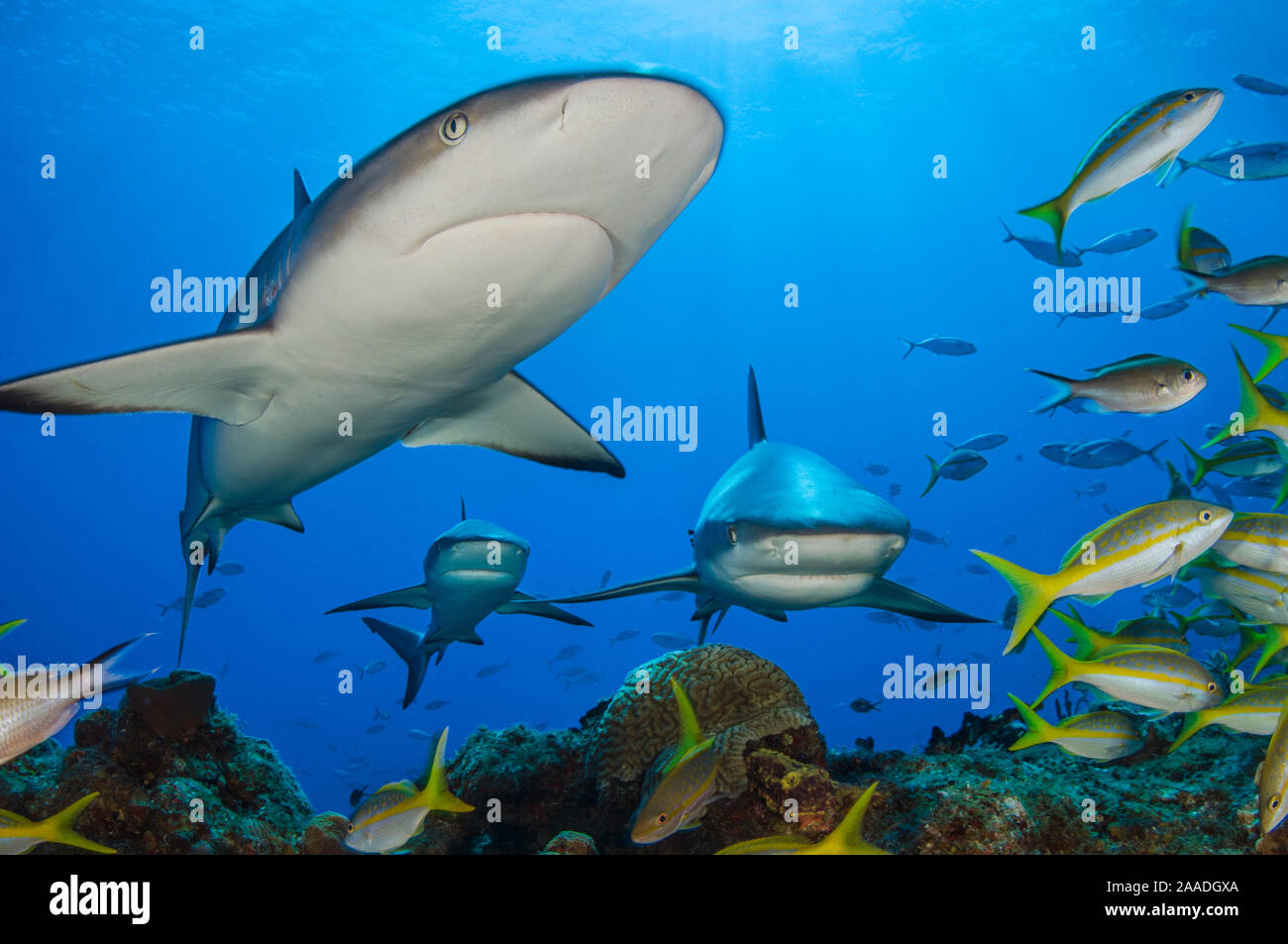 Caribbean reef sharks (Carcharhinus perezi) swimming through the middle of a school of yellowtail snappers (Ocyurus chrysurus). Grand Bahama, Bahamas. Tropical West Atlantic Ocean. Stock Photo