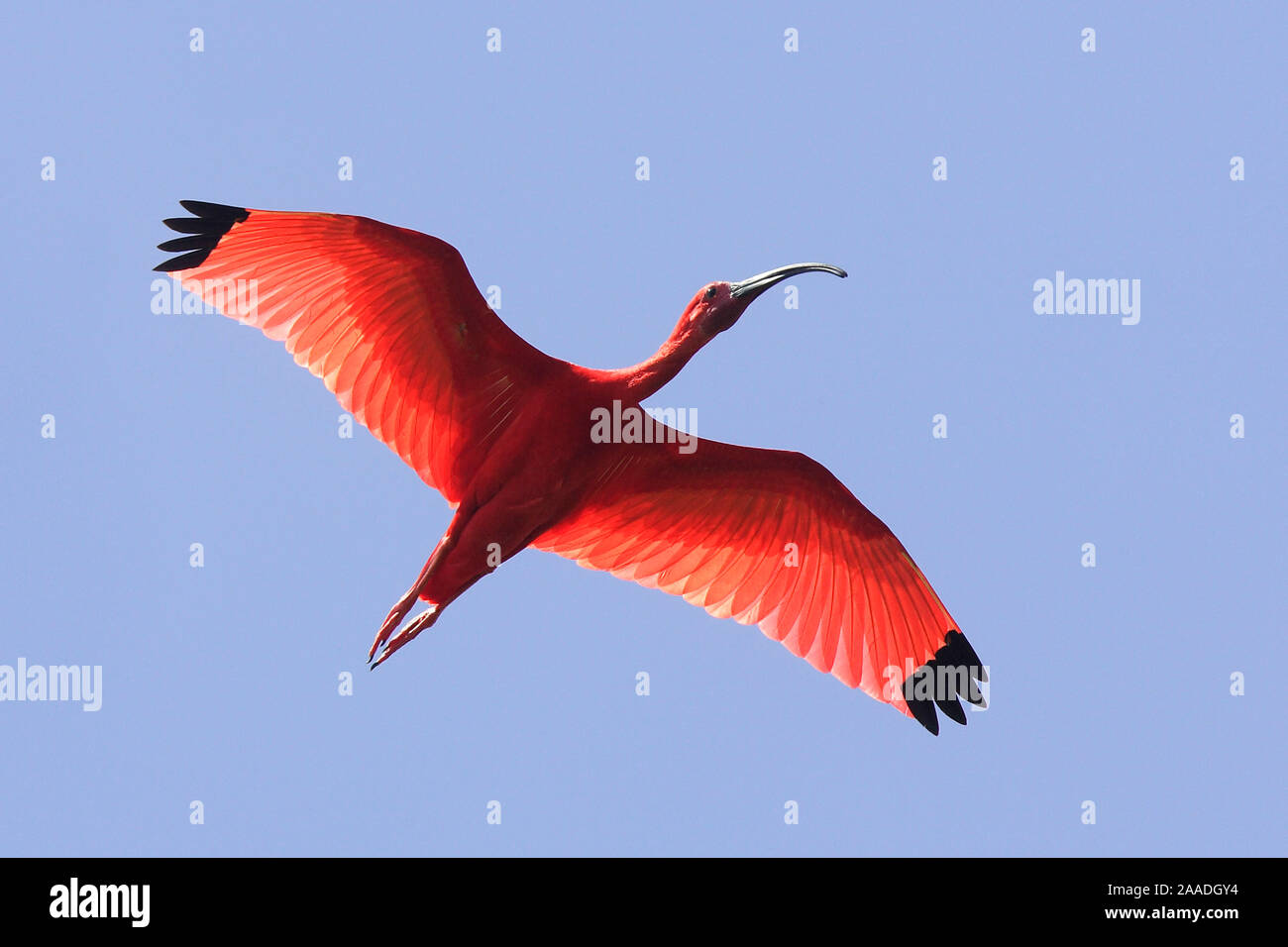Scarlet Ibis Eudocimus Ruber In Flight Coro Venezuela Stock Photo 
