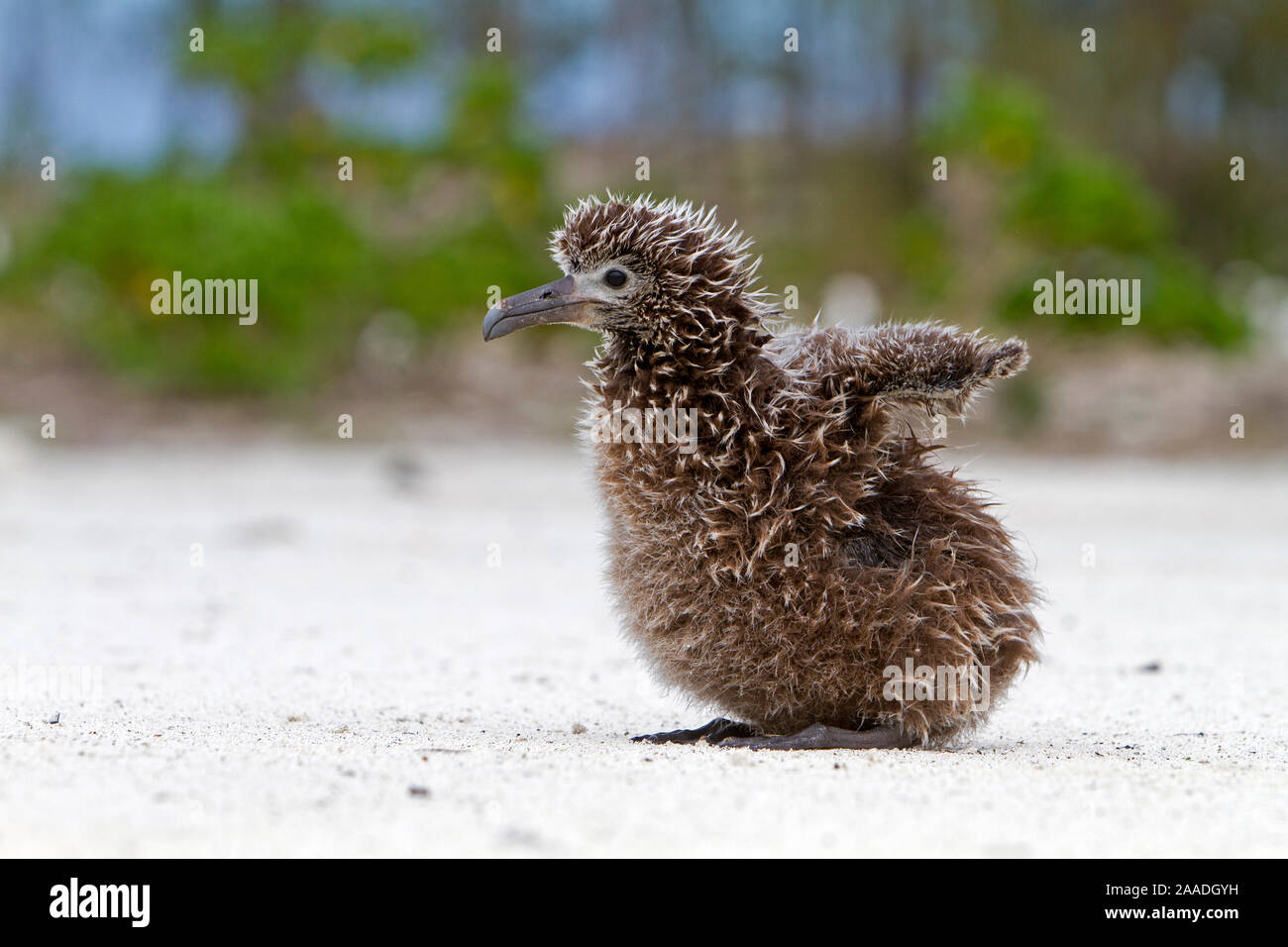 Laysan albatross (Phoebastria immutabilis), chick, Eastern island, Midway Atoll National Wildlife Refuge, Hawaii Stock Photo