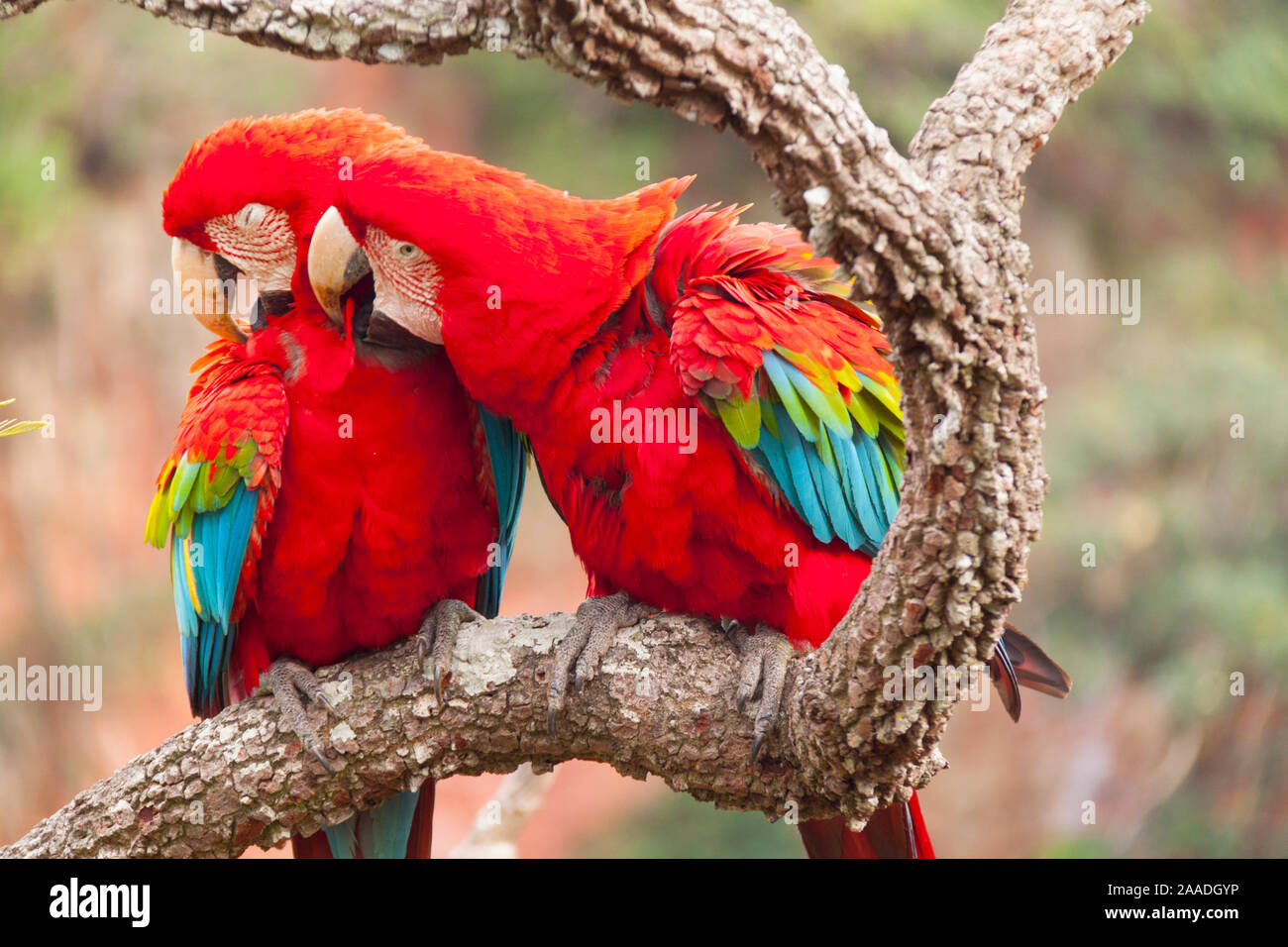 Green-winged macaws (Ara chloroptera) preening each other. Brazil. South America. Stock Photo
