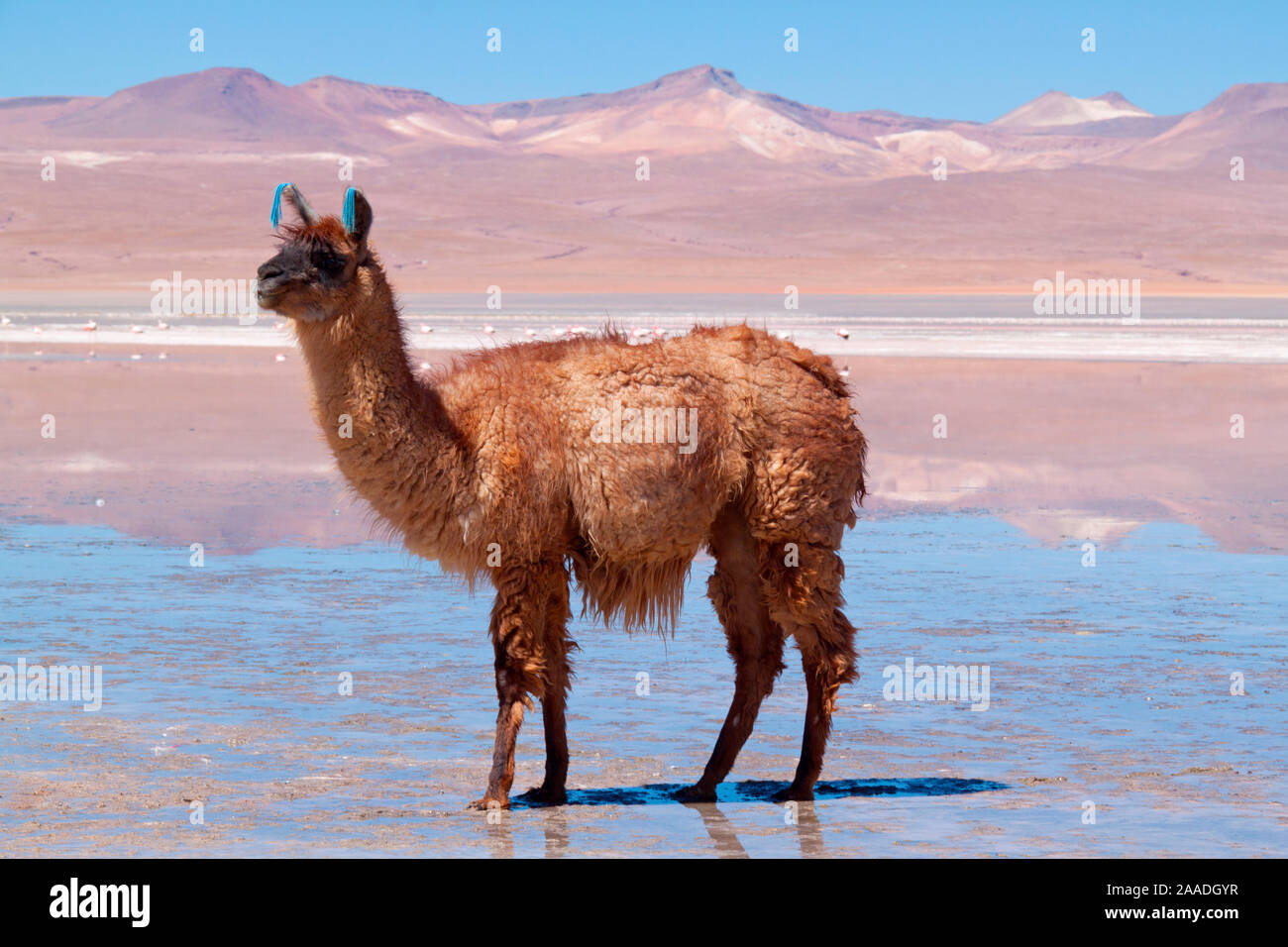 Llama standing in mud at the edge of Laguna Colorada, Bolivia. Stock Photo