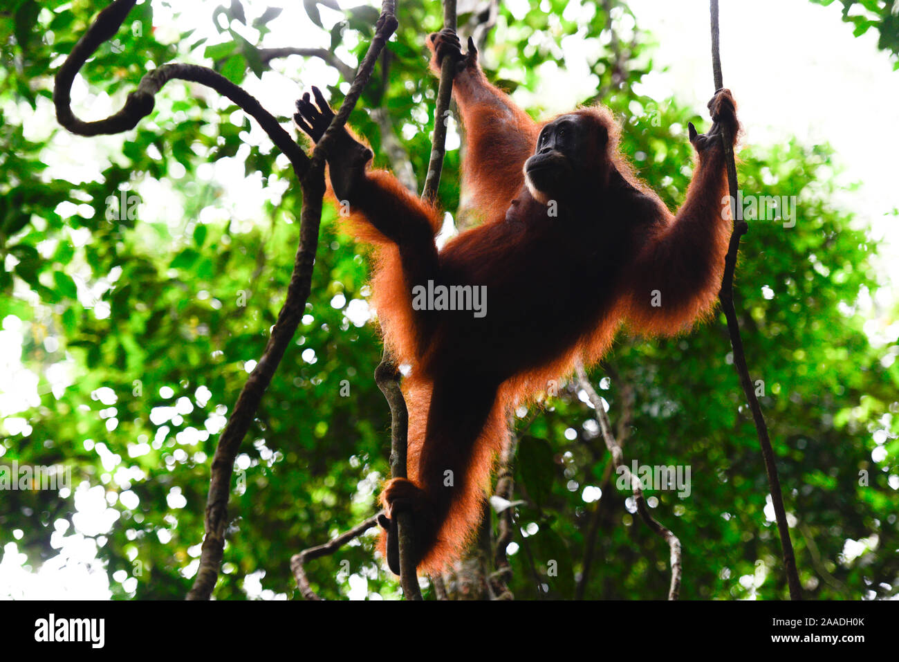 Sumatran orangutan (Pongo abelii) female moving between lianas, Gunung Leuser National Park, UNESCO World Heritage site, November. Stock Photo