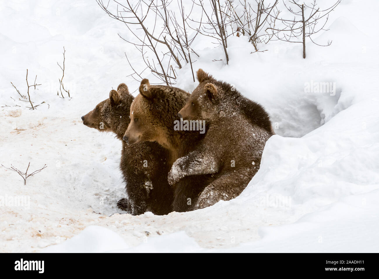 Brown bear (Ursus arctos arctos) female and two cubs, aged 1 year, emerging from den in winter, Bavarian Forest, Germany, captive, January. Stock Photo
