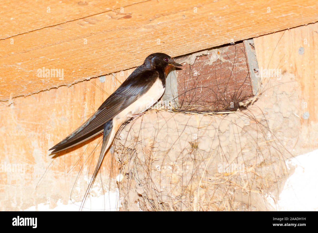Ordnung Sperlingsvogel Passeriformes Hi res Stock Photography And Ordnung Sperlingsvogel Passeriformes Hi res Stock Photography And