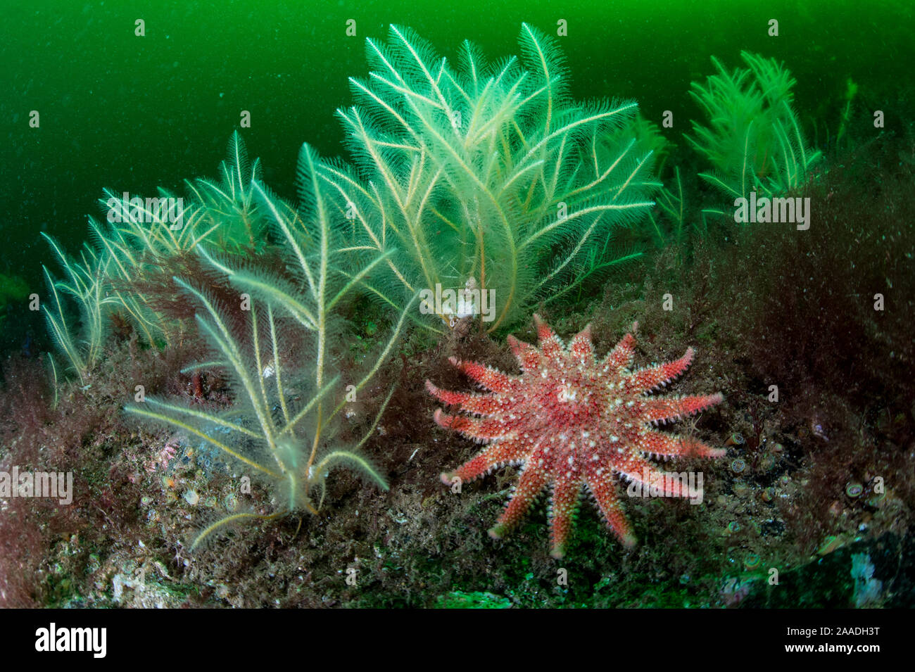 Common sunstar (Crossaster papposus) amongst hydroids (Nemertesia ramosa) and red algae with plankton bloom in background, South Arran Marine Protected Area, Isle of Arran, Scotland, UK, August. Stock Photo
