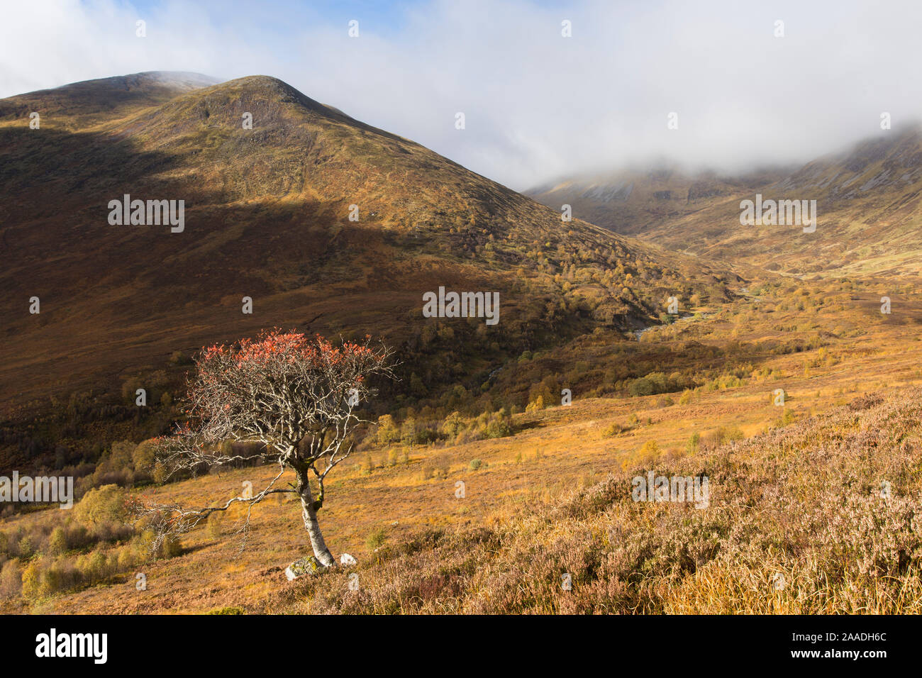 Rowan (Sorbus aucuparia) tree in upland setting, Creag Meagaidh National Nature Reserve, Scotland, UK, October 2016. Stock Photo