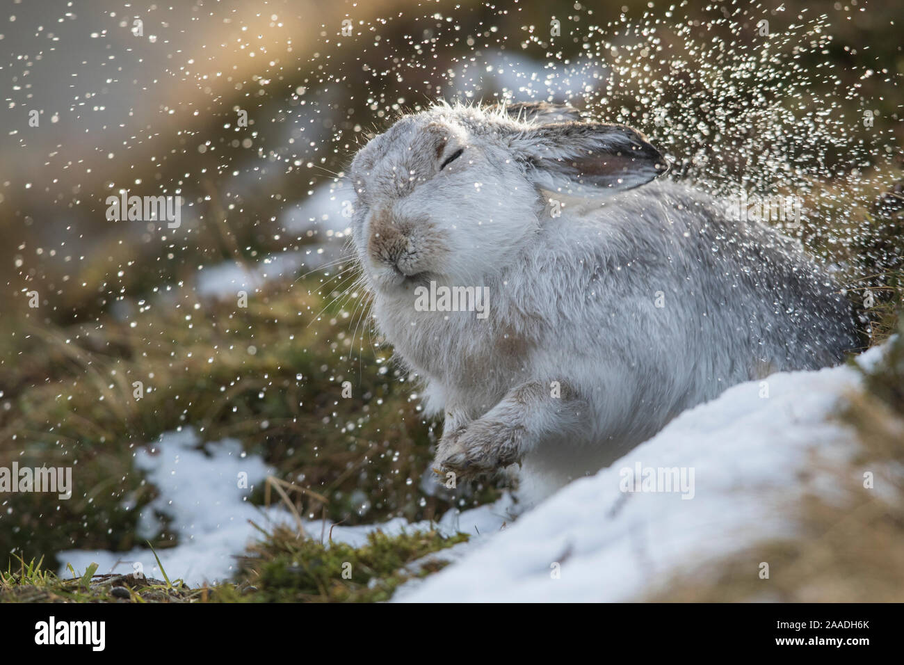 Mountain hare (Lepus timidus) shaking raindrops from coat, in winter pelage, Scotland, UK, January. Stock Photo