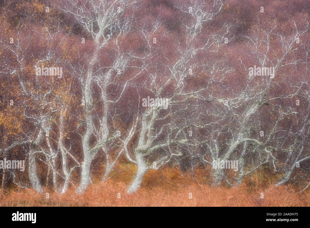 Birch trees in autumn, Kyle of Tongue, Sutherland, Scotland, UK. Stock Photo