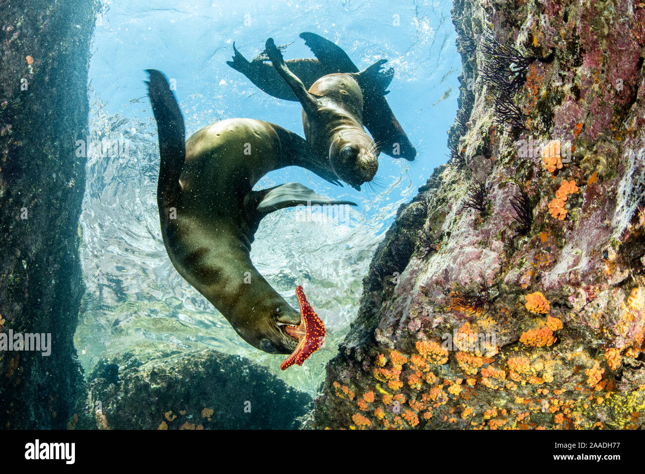California sealion, (Zalophus californianus), playing with seastar, Los Islotes, Sea of Cortez, Baja California, Mexico, East Pacific Ocean Stock Photo