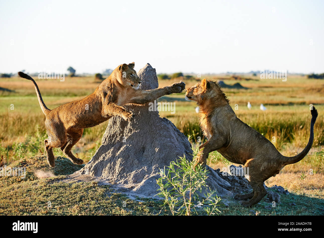 Afrian lioness (Panthera leo) playing with her juvenile cub aged 2 years in Duba Plains concession. Okavango delta, Botswana Stock Photo