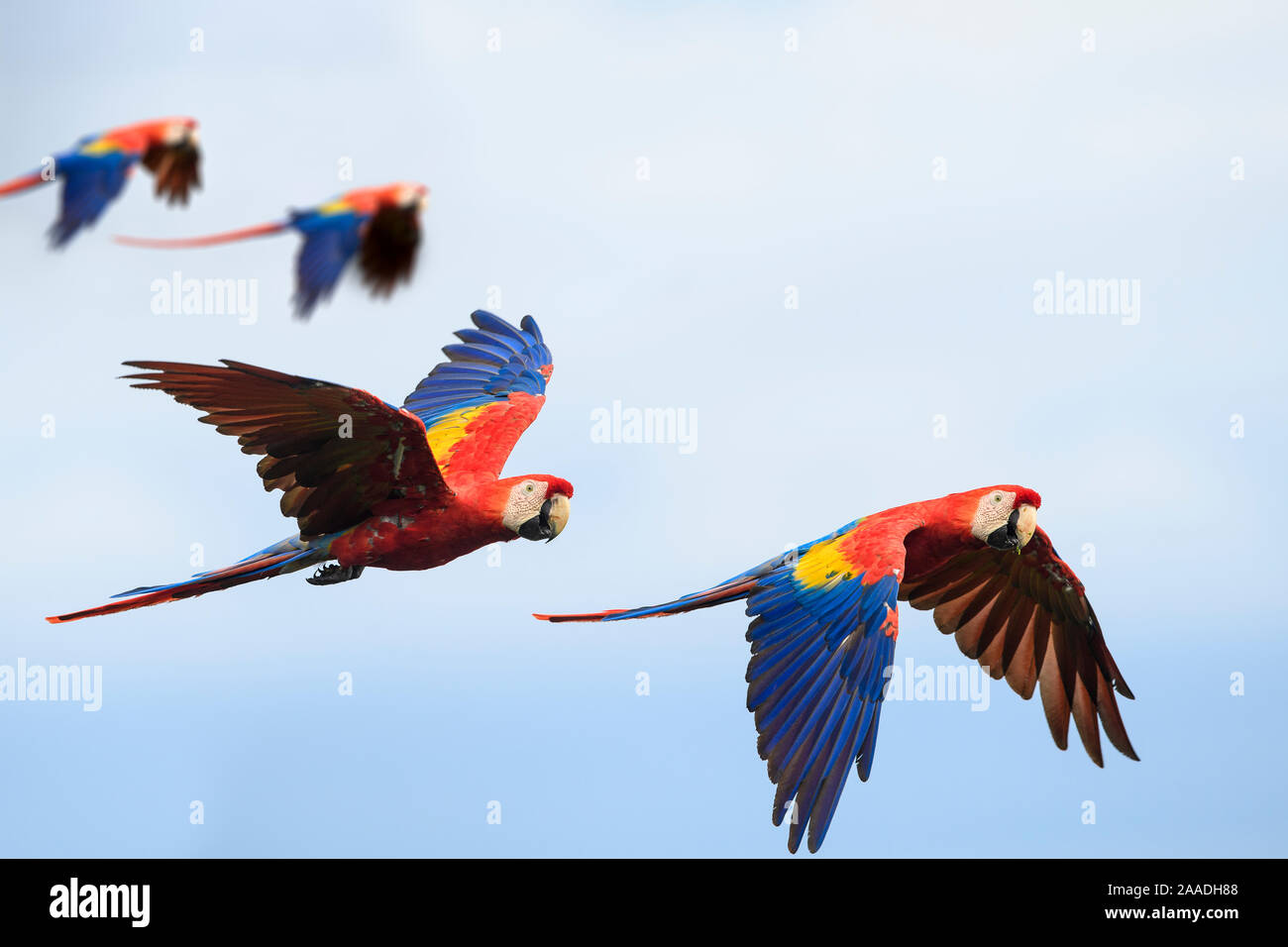 Pairs of Scarlet Macaws (Ara macao) in flight. Osa Peninsula (near Corcovado National Park), Costa Rica, Central America. Stock Photo