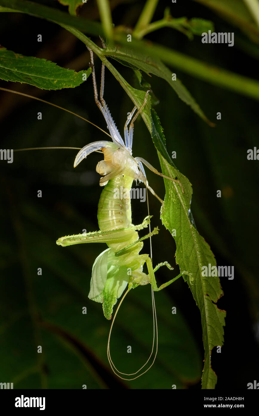Leaf mimic bush cricket or 'katydid' (unknown species, family Tettigoniidae) in the middle of moulting its skin. Moulting from one sub-adult stage (instar) to another is known as ecdysis. Montane rainforest, Bosque de Paz Lodge, Caribbean slope, Costa Rica. Stock Photo