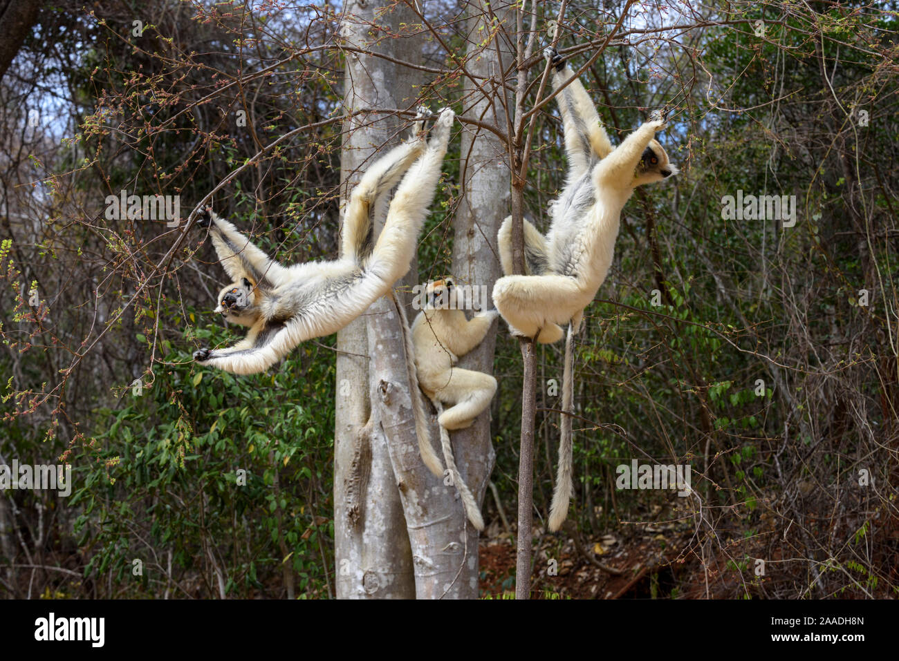 Golden-crowned Sifakas or Tattersall's Sifakas (Propithecus tattersalli) feeding in forests near Andranotsimaty, Daraina, north east Madagascar. Critically Endangered. Stock Photo