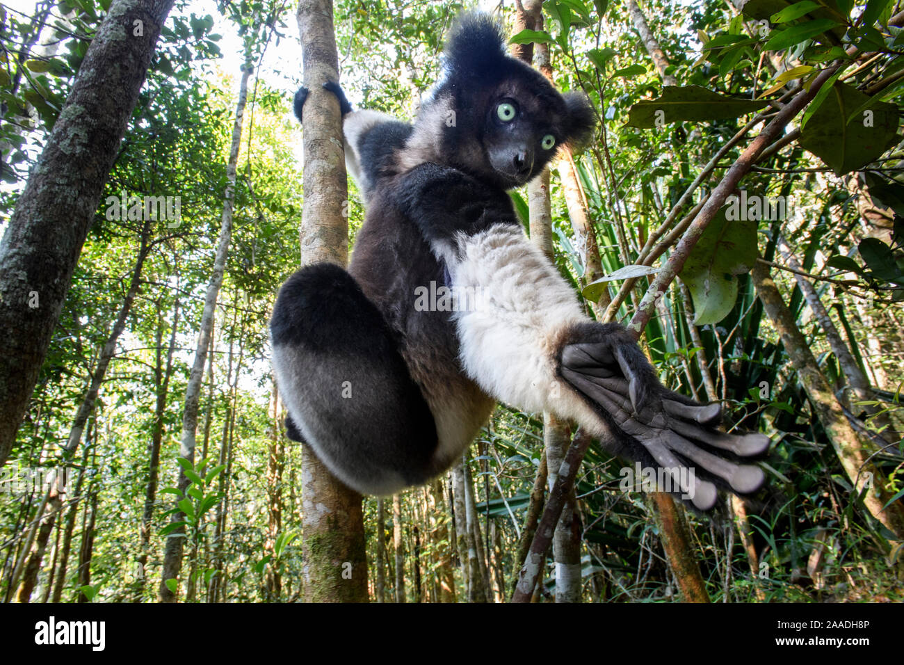 Male Indri (Indri indri) reaching for leaves / foraging in forest understorey. Mitsinjo Reserve, Andasibe-Mantadia National Park, eastern Madagascar. Endangered. Stock Photo