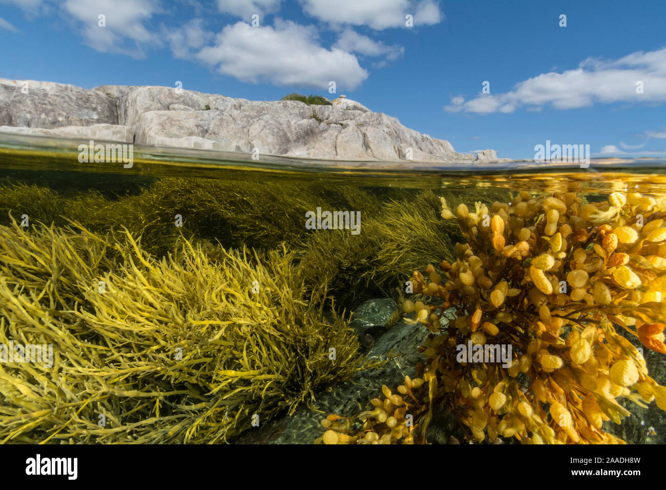View of colorful seaweeds and rich intertidal zone around Borgle's Island, Nova Scotia, Canada, September. Stock Photo