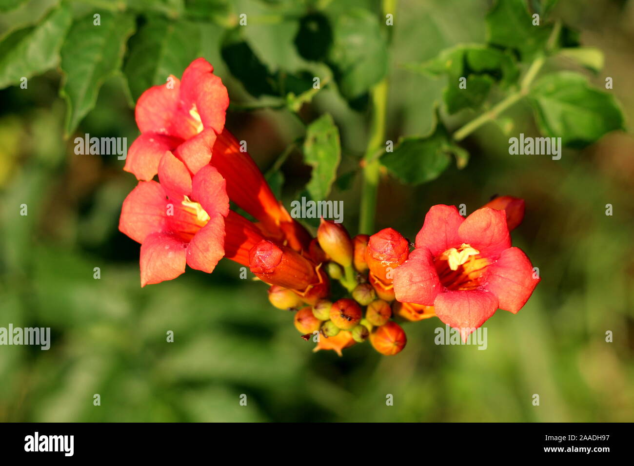 Bunch of Trumpet vine or Campsis radicans or Trumpet creeper or Cow itch vine or Hummingbird vine flowering deciduous woody vine plant Stock Photo
