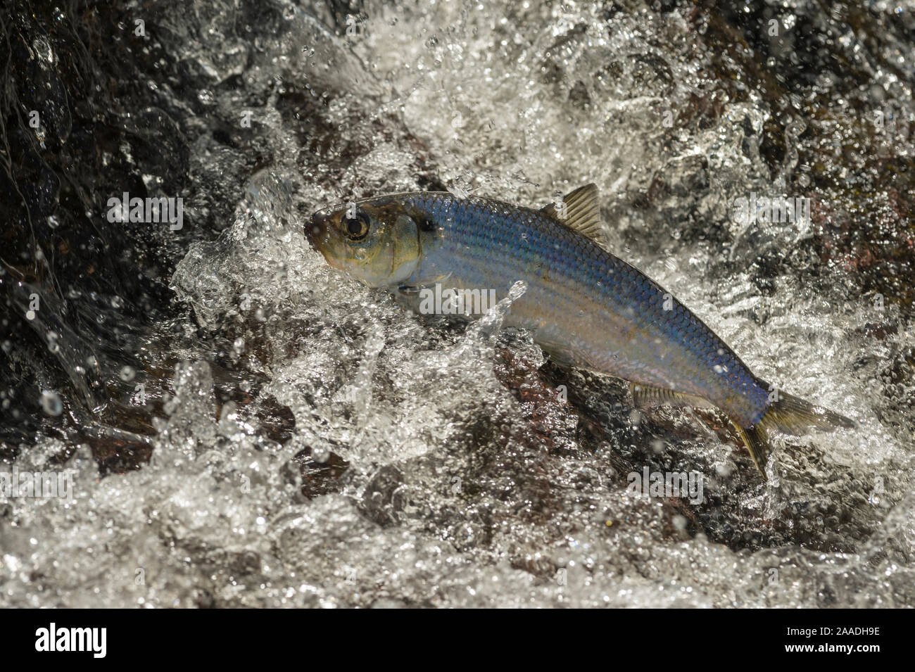 Alewife fish (Alosa pseudoharengus), migrating up river, Northern Maine, USA. June. Stock Photo