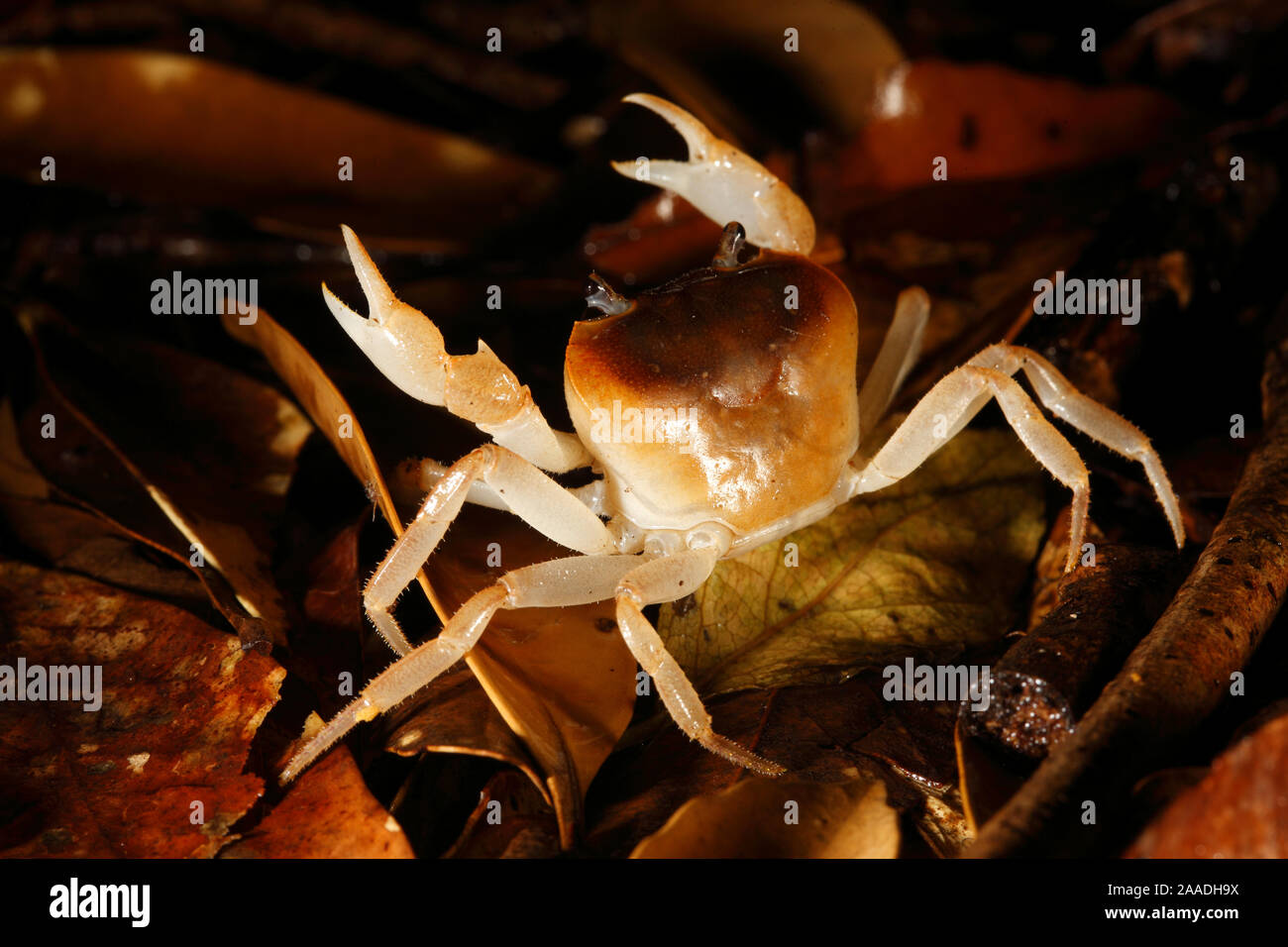 Crab in leaf litter, Yakushima Island, UNESCO World Heritage Site, Japan. Stock Photo