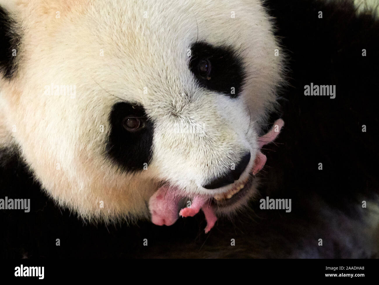 Giant panda (Ailuropoda melanoleuca) female, Huan Huan, holding her newborn baby in mouth, 3 and a half  days old, Beauval Zoo, France. 8th August 2017 Stock Photo