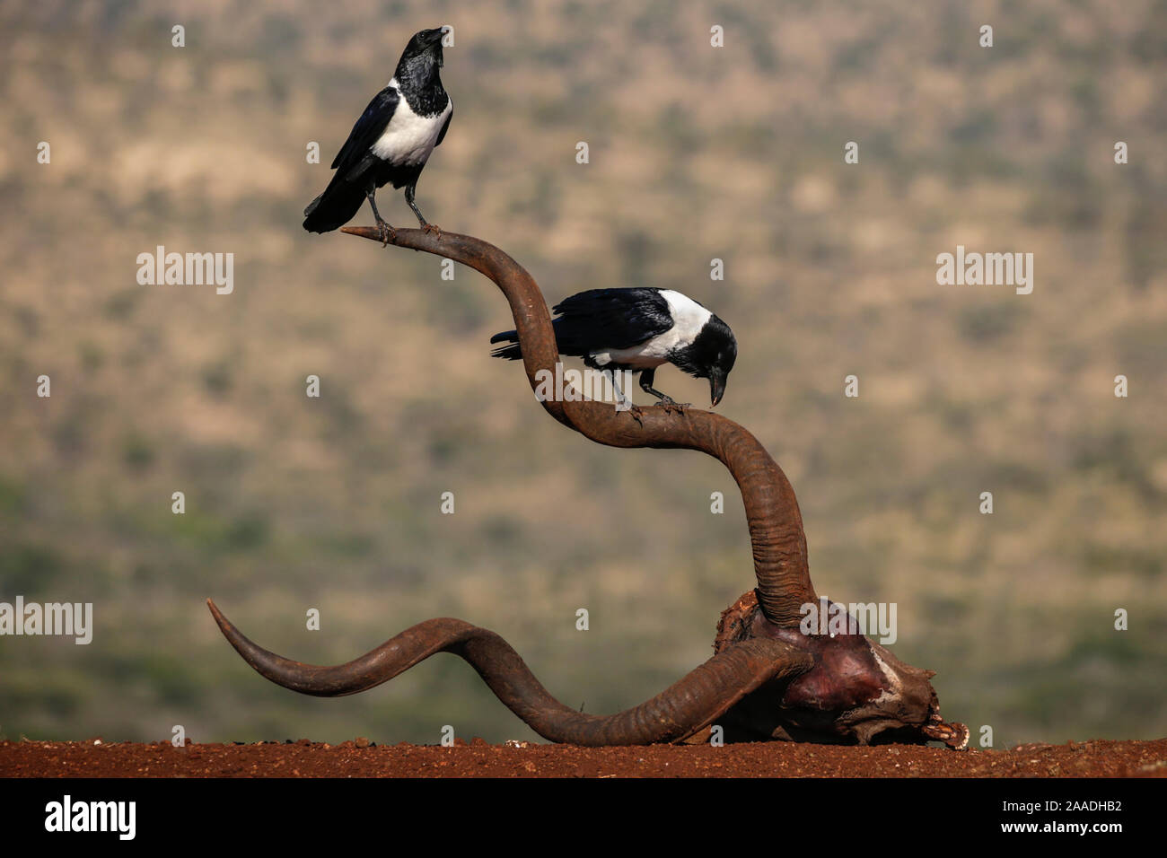 Pied crows (Corvus albus) perched on horns of antelope skull.  Zimanga Private Game Reserve, KwaZulu-Natal, South Africa. Stock Photo