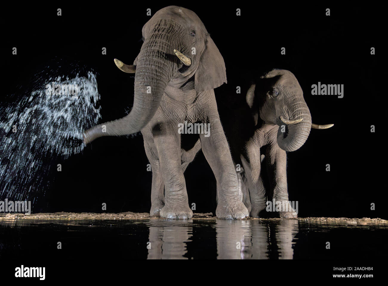 Elephants (Loxodonta africana) at waterhole drinking at night. One spraying water from trunk, Zimanga Private Game Reserve, KwaZulu-Natal, South Africa. Stock Photo