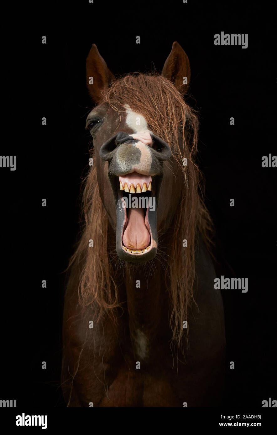 Morgan horse with mouth open, yawning against black background. Stock Photo