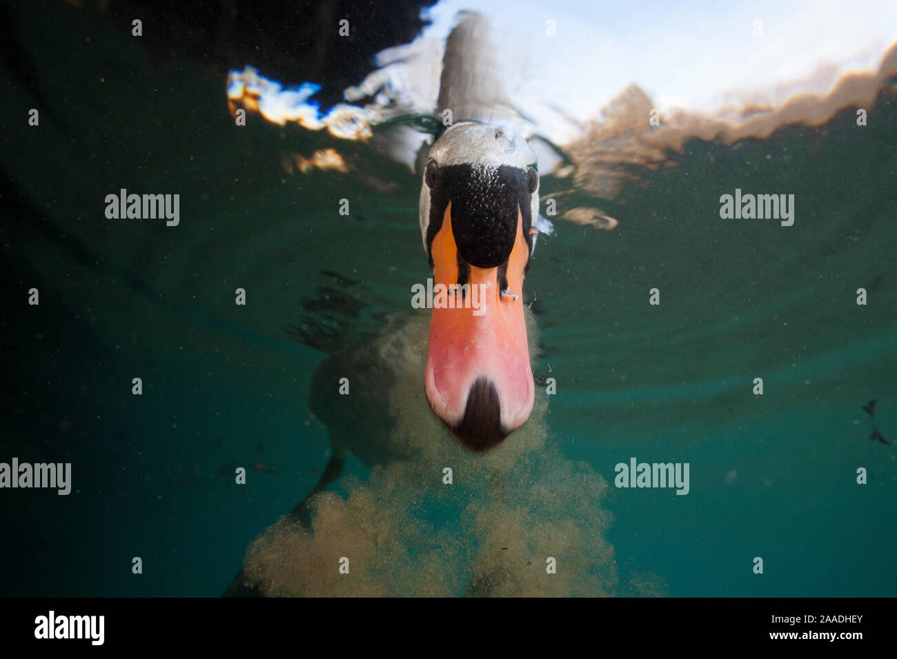 Mute swan (Cygnus olor) feeding underwater, Burgundy, France, November. Stock Photo