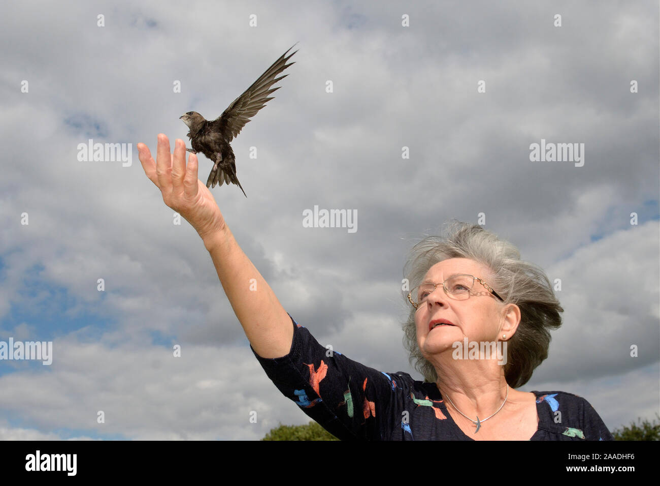 Judith Wakelam releasing an orphaned Common swift chick (Apus apus) she has fostered and fed with insects at her home until it was ready to fly, Worlington, Suffolk, UK, July. Model released. Stock Photo