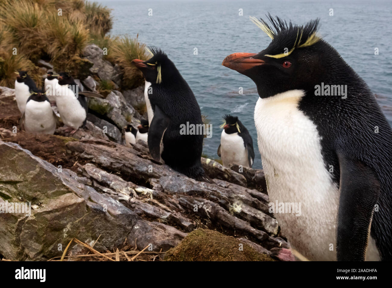 Southern Rockhopper penguin (Eudyptes chrysocome) colony, Kidney Island, Falkland Islands, October. Vulnerable species. Stock Photo