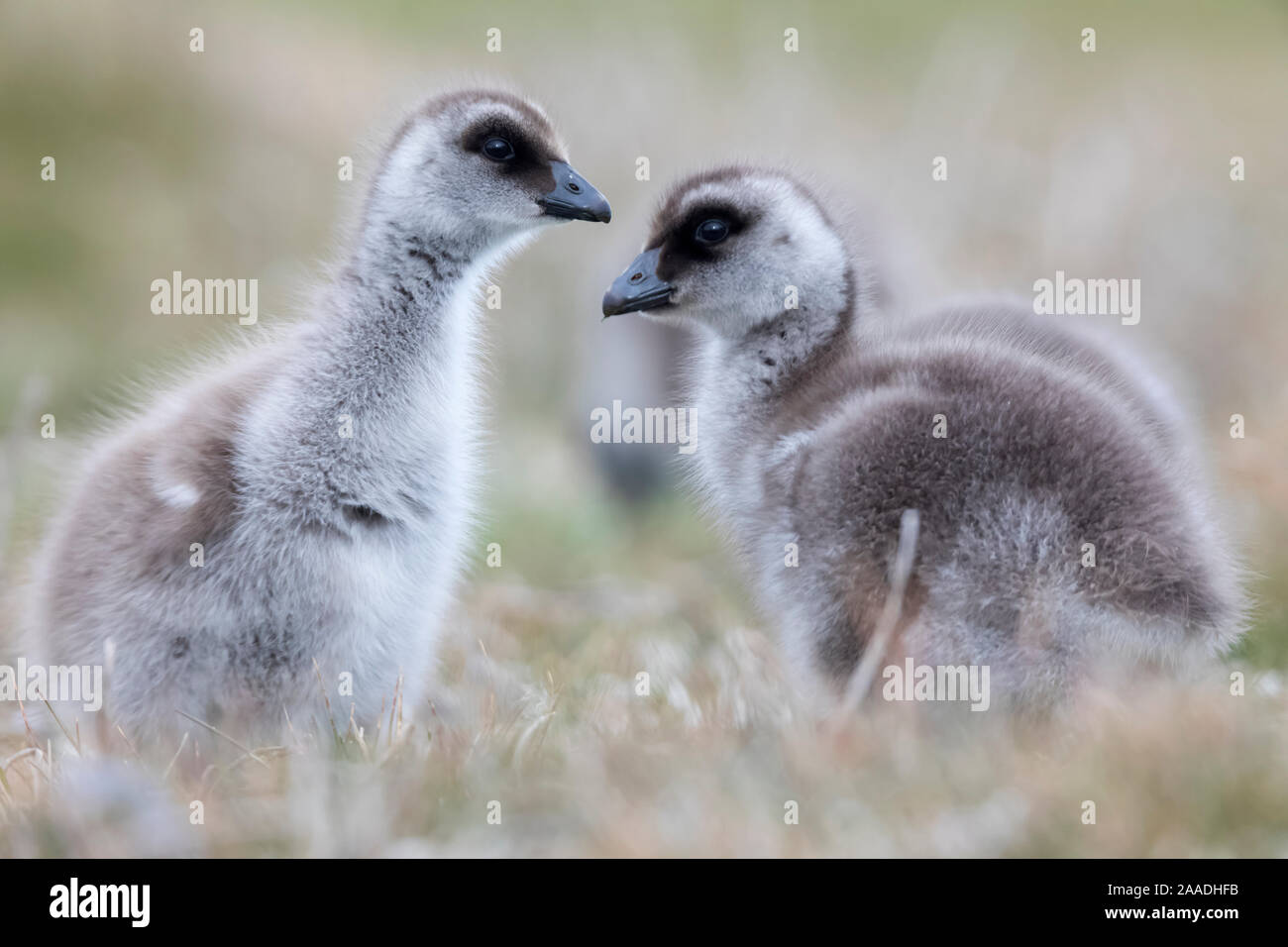 Upland goose (Chloephaga picta) goslings, Sea Lion Island, Falkland Islands, October Stock Photo