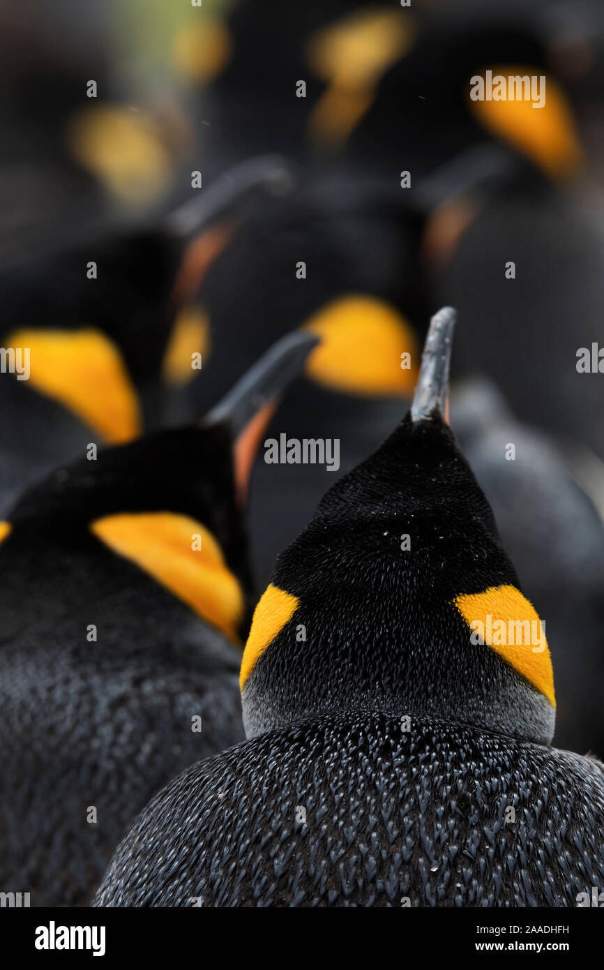 King penguin (Aptenodytes patagonicus) colony, Volunteer Point, East Falkland, Falkland Islands, October Stock Photo