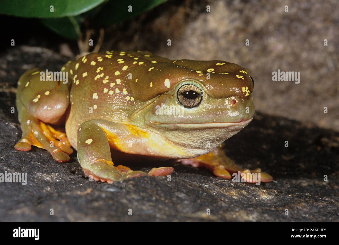 Magnificent Tree Frog Litoria Splendida Purnululu National Park