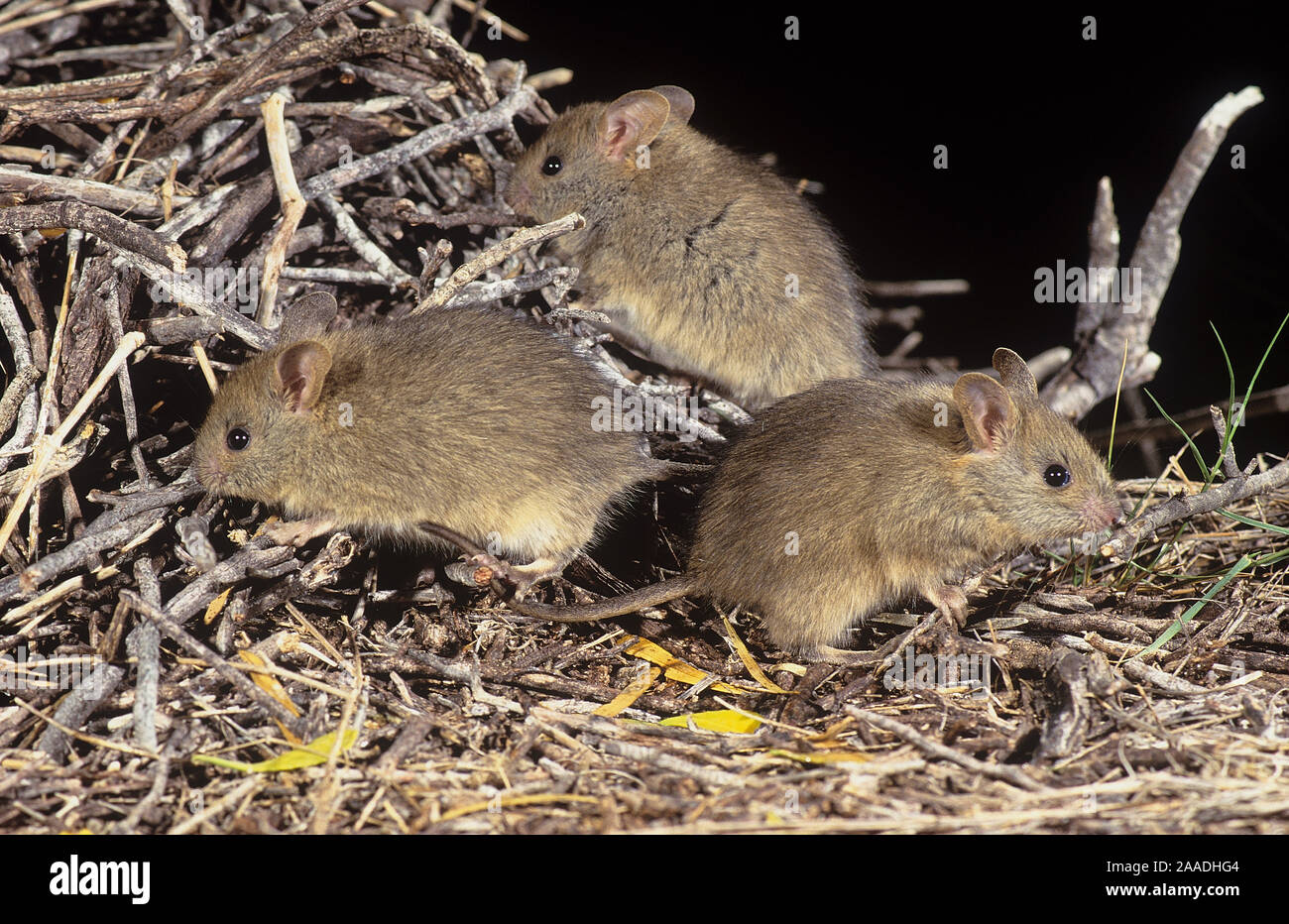 Greater stick-nest rat (Leporillus conditor) group of three,, Shark Bay UNESCO Natural World Heritage Site, Western Australia. Endangered species reintroduced to Shark Bay. Stock Photo