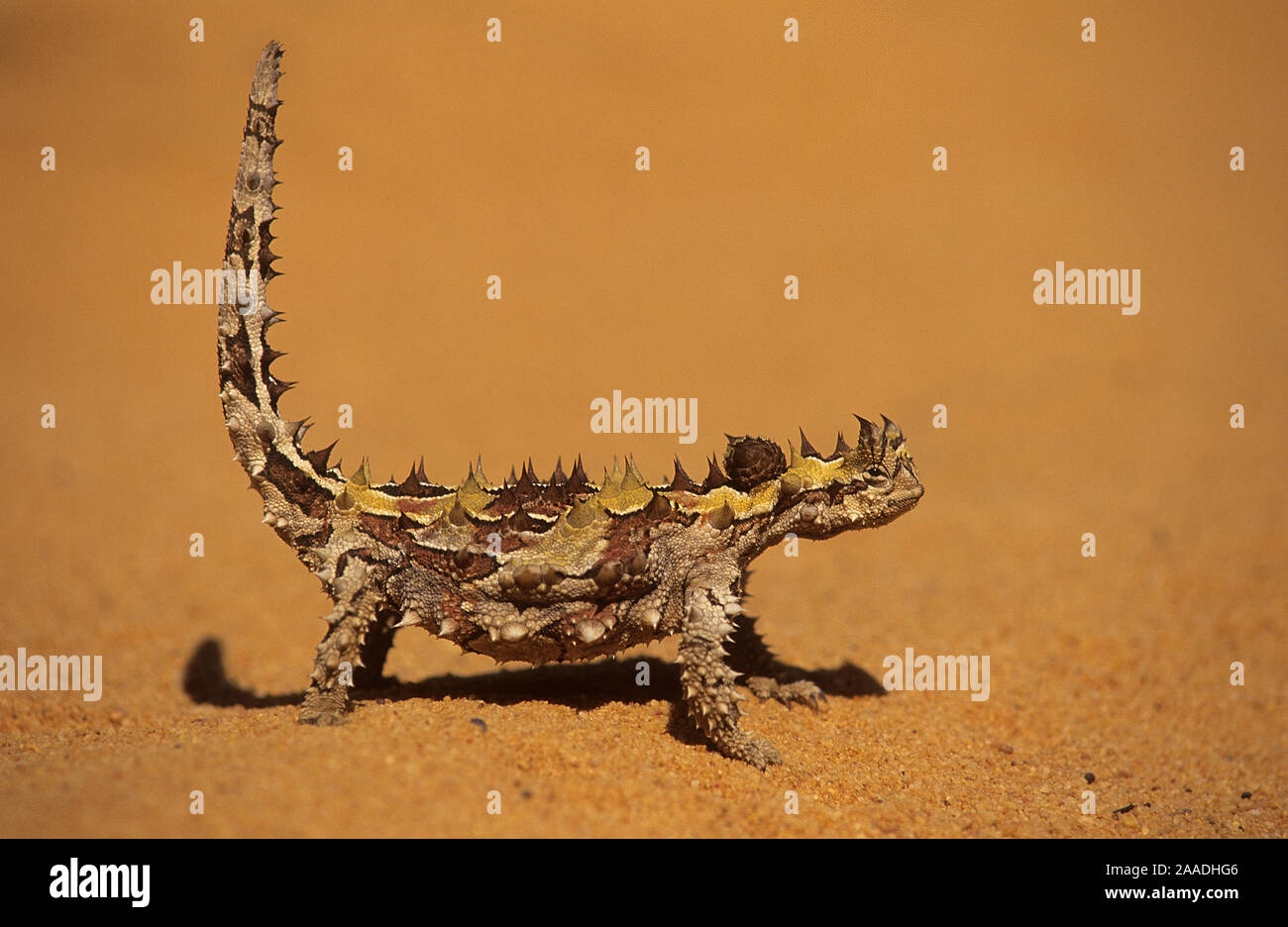 Thorny Devil (Moloch horridus), Shark Bay UNESCO Natural World Heritage Site, Western Australia. Stock Photo