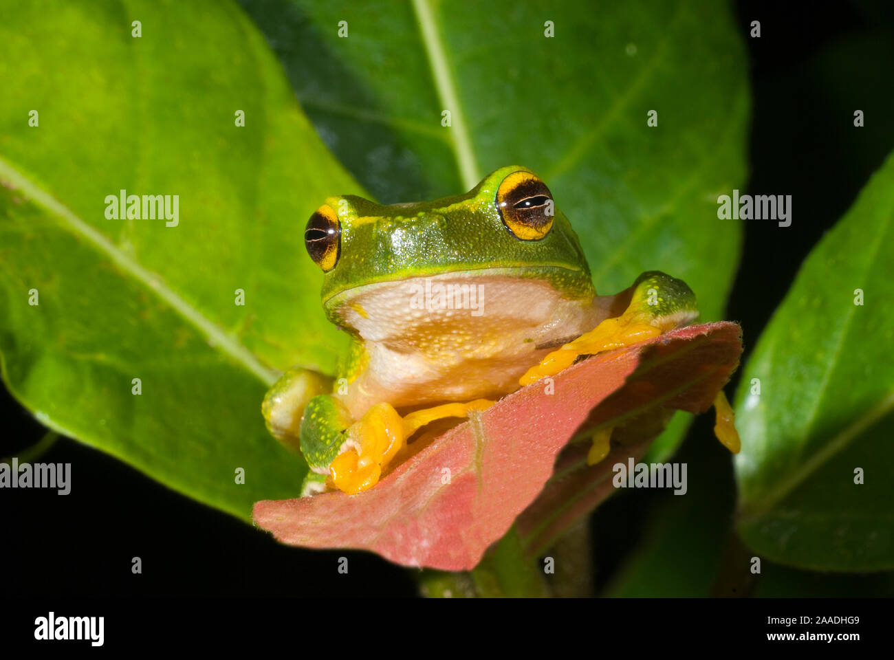 Dainty green tree frog (Litoria gracilenta), Wallamans Falls, Girringun National Park, Wet Tropics of Queensland UNESCO Natural World Heritage Site, Queensland, Australia. Stock Photo