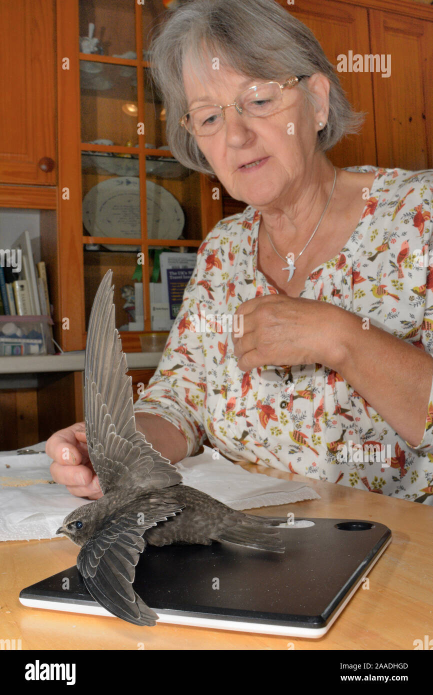 Judith Wakelam weighing an orphaned Common swift chick (Apus apus) she has reared in her home, to check if it is fully grown ready to be released, Worlington, Suffolk, UK, July. Model released. Stock Photo