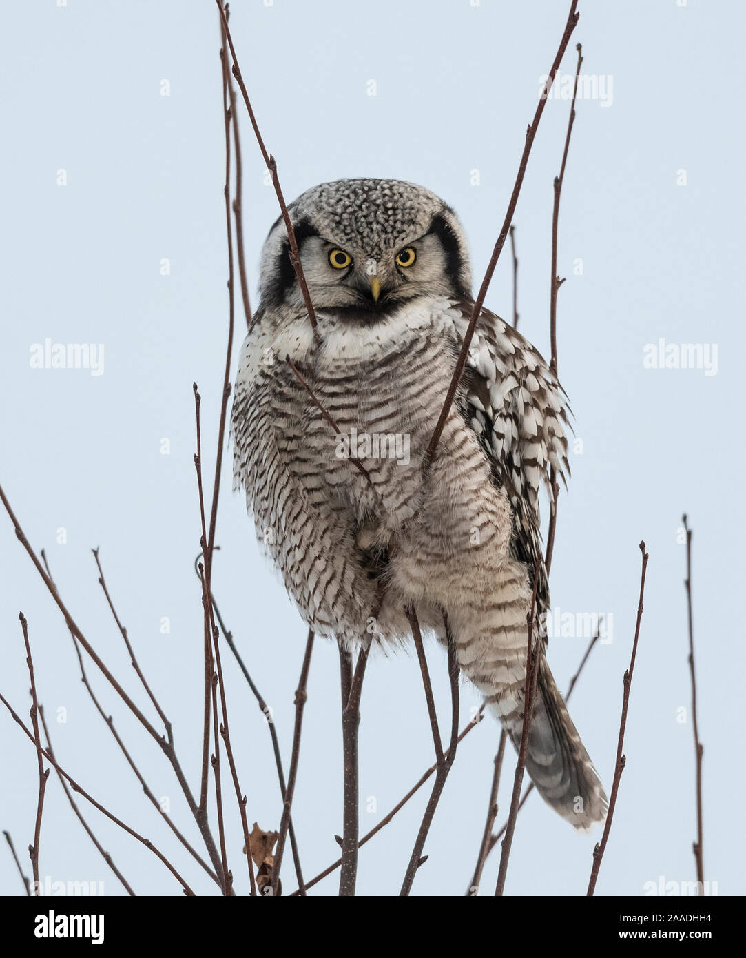 Northern hawk-owl (Surnia ulula) perched, Finland, January. Stock Photo