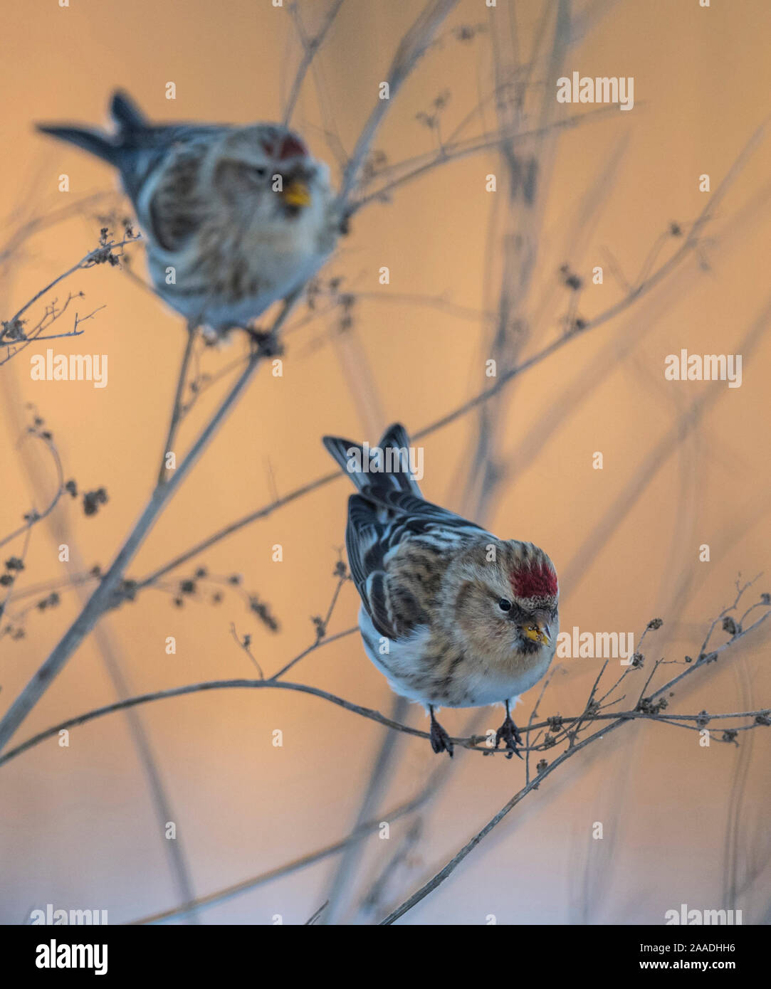 Common redpoll (Acanthis flammea) two birds perched, Finland, January. Stock Photo