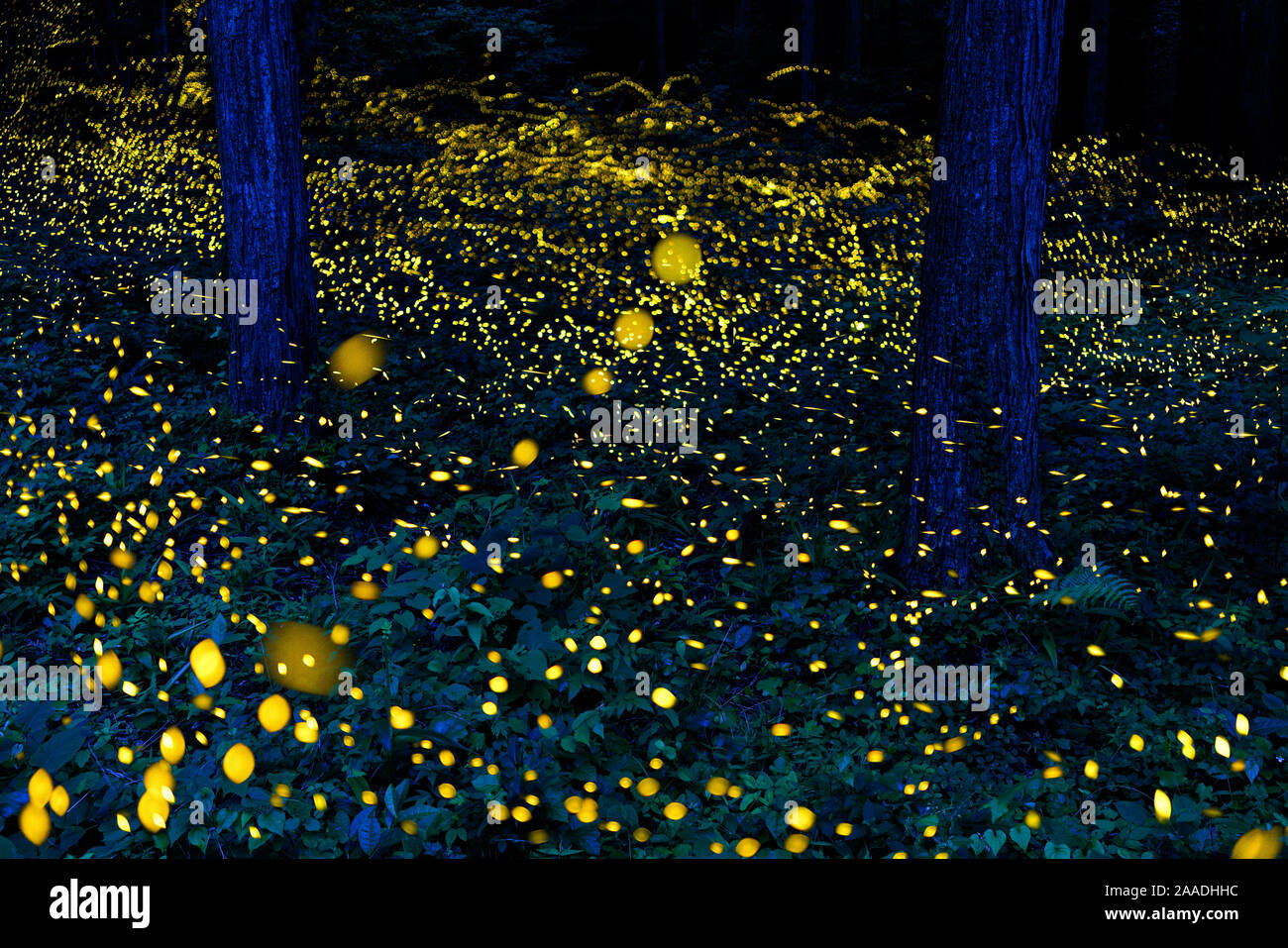 Fireflies (Luciola parvula himebotaru) flashing at night for courtship and reproduction.  Gifu, Japan. Composite image Stock Photo