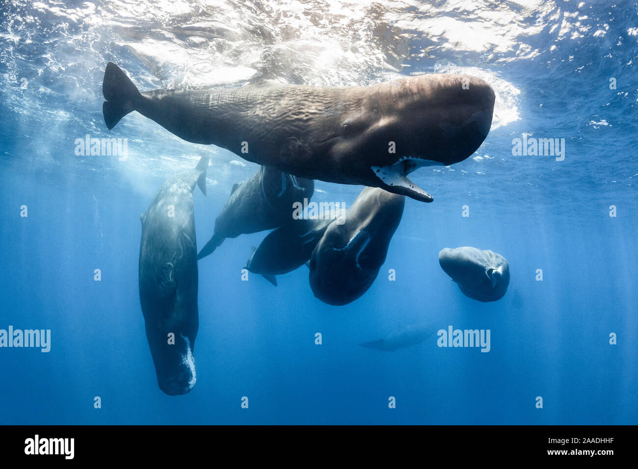 Sperm whales (Physeter macrocephalus) group, Sri Lanka Stock Photo - Alamy