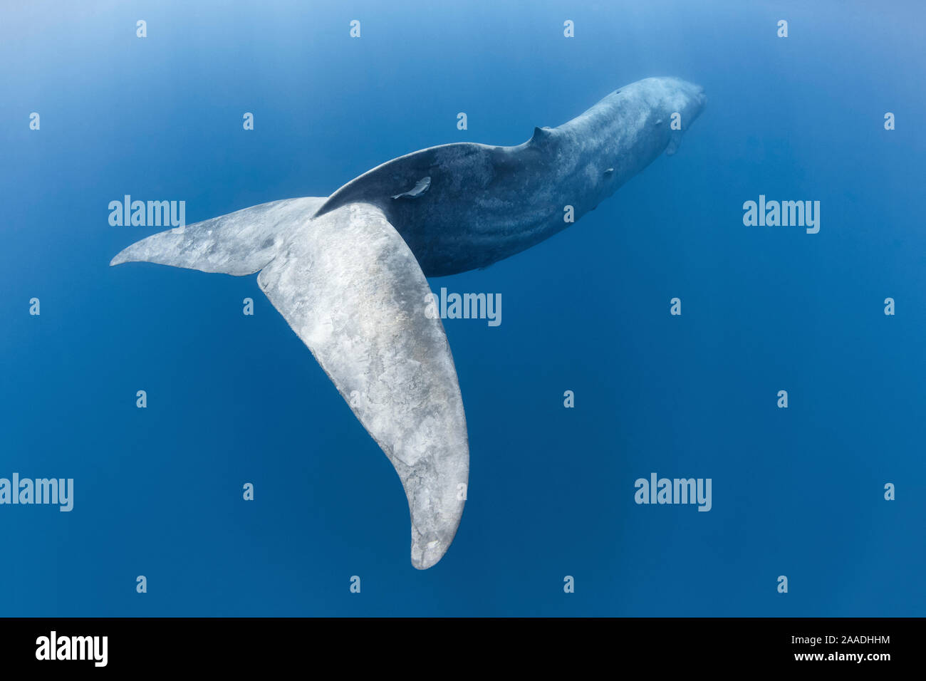 Indian Ocean blue whale (Balaenoptera musculus indica) swimming into the blue, Sri Lanka. Stock Photo