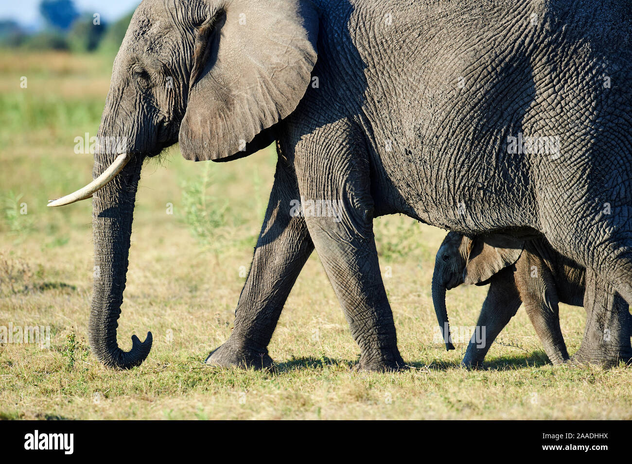 African elephant mother and young calf (Loxodonta africana), Duba Plains, Okavango Delta, Botswana, Southern Africa Stock Photo