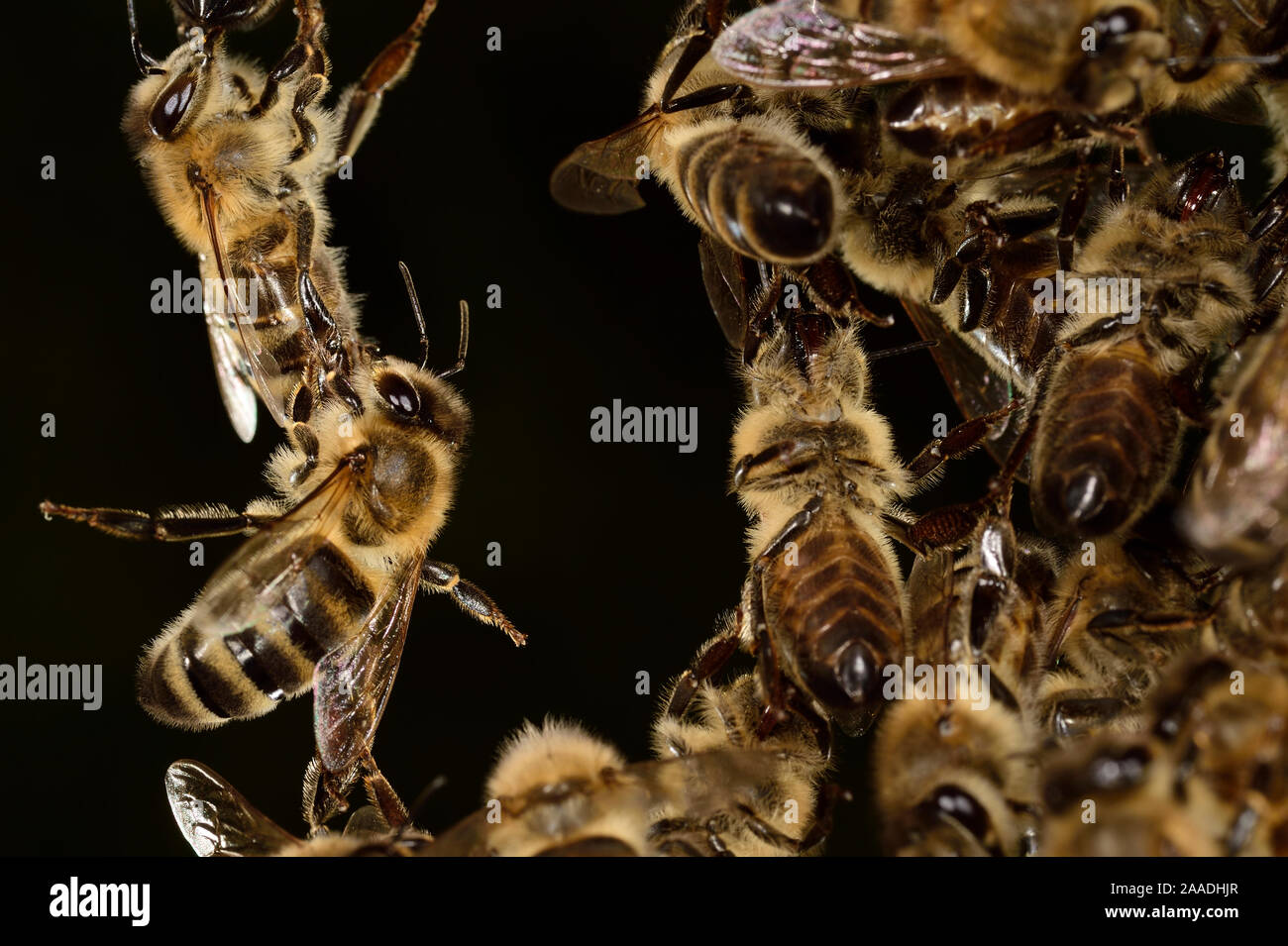 Honey bees (Apis mellifera) forming living bridge, Kiel, Germany, June. Stock Photo