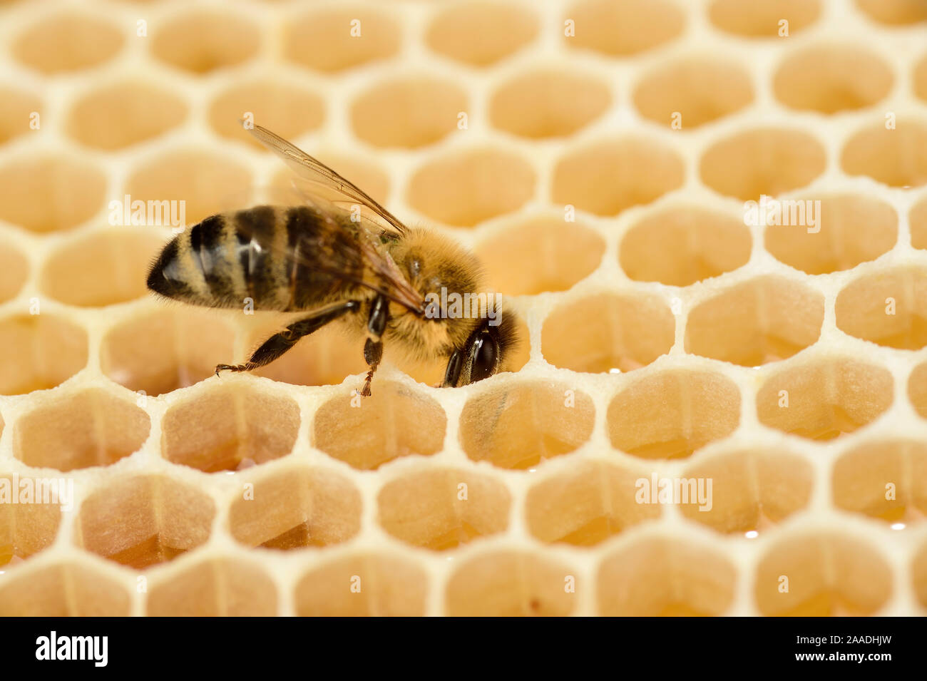 Honey bee (Apis mellifera) on comb with honey, Kiel, Germany, June. Stock Photo
