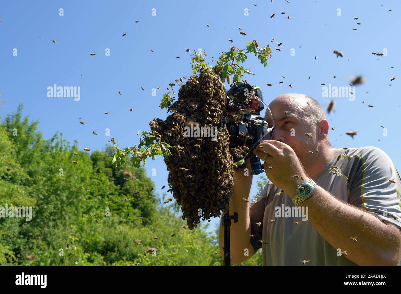 Photographer Solvin Zankl taking pictures of Honey bee (Apis mellifera) swarm. Kiel Germany, June. Model released. Stock Photo