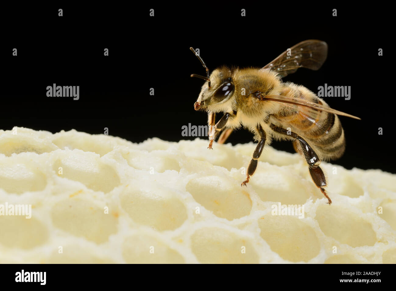 Honey bee (Apis mellifera) worker on freshly made honey comb, Kiel, Germany, May. Stock Photo