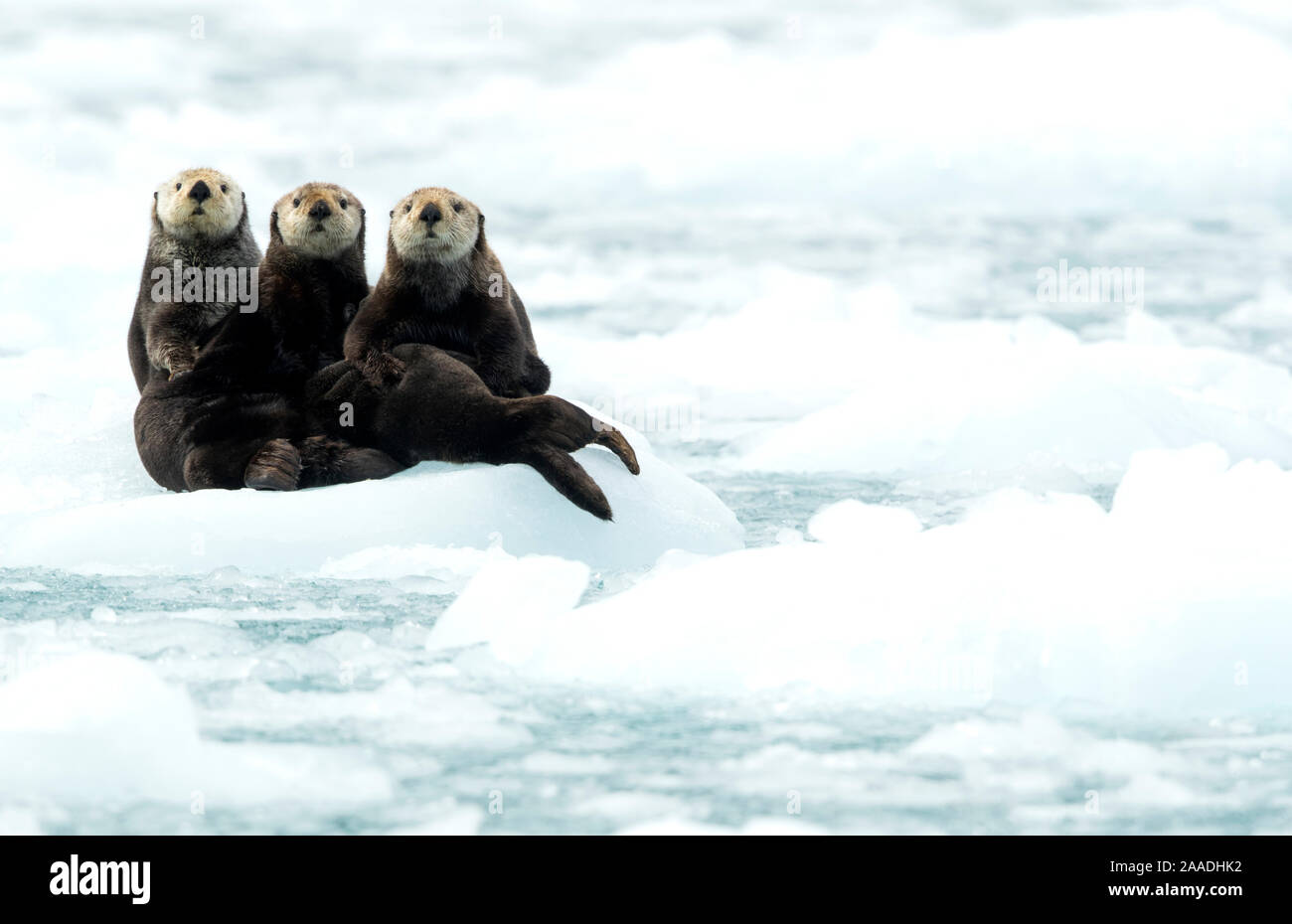Three Sea otters (Enhydra lutris) resting on ice, Alaska, June Stock Photo