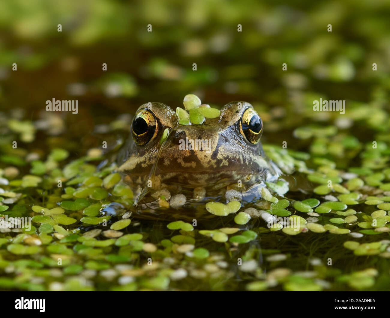 Common frog (Rana temporaria) in pondweed,   Rookery Wood, Sussex, England, UK. July. Stock Photo