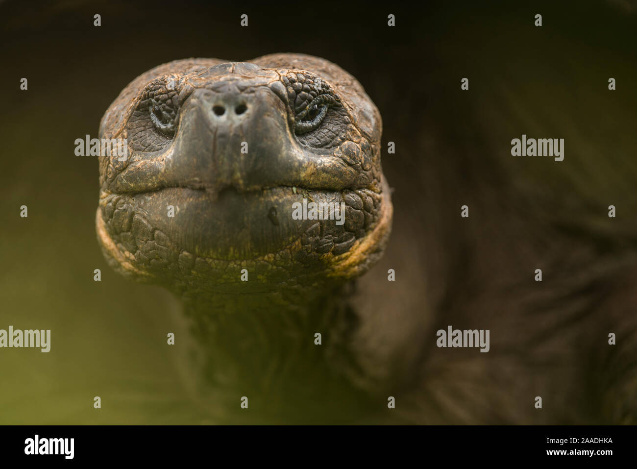 Galapagos giant tortoise (Chelonoidis nigra) portrait, Santa Cruz Island, Galapagos. Stock Photo